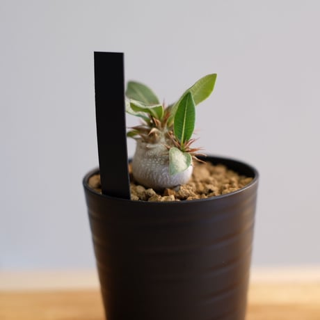 パキポディウム マカイエンセ / Pachypodium makayense / KN1010