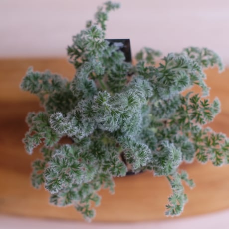ペラルゴニウム アッペンディクラツム / pelargonium appendiclatum / KN1389