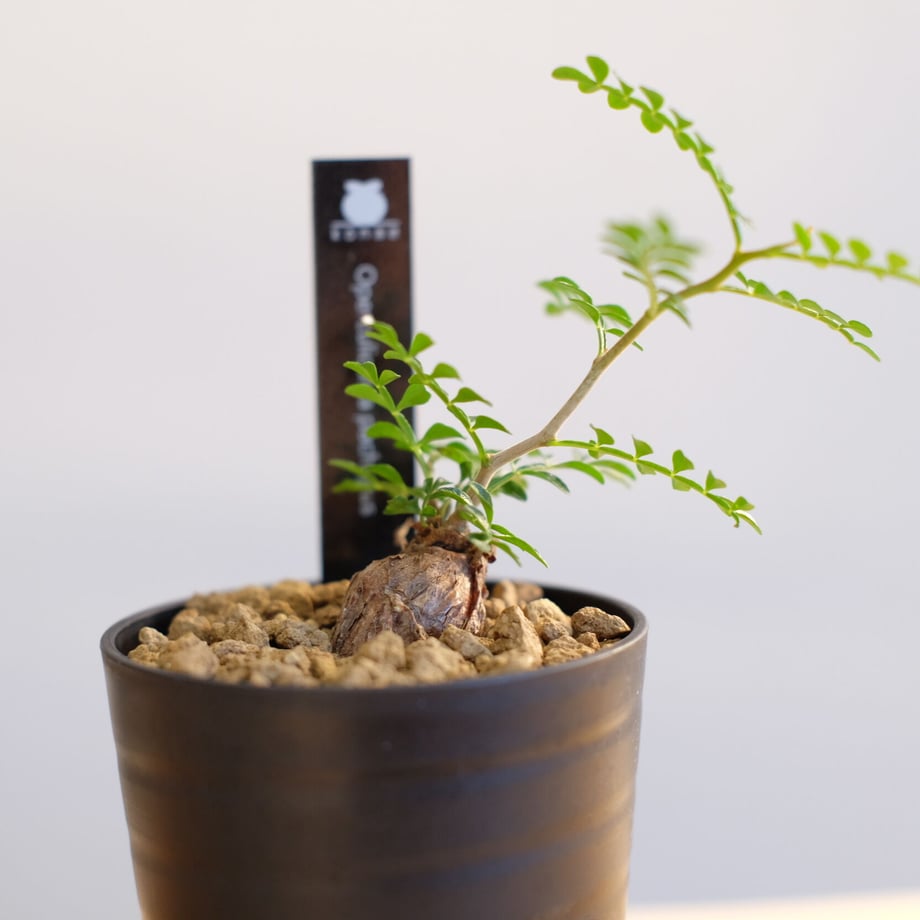 64df22629025330043efb02b