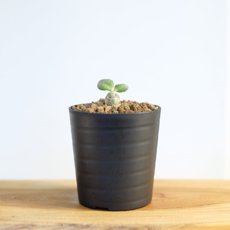 チレコドン ノルティー Tylecodon nolteei isla del pescado - Tylecodon nolteei-チレコドン・ノルテーイ