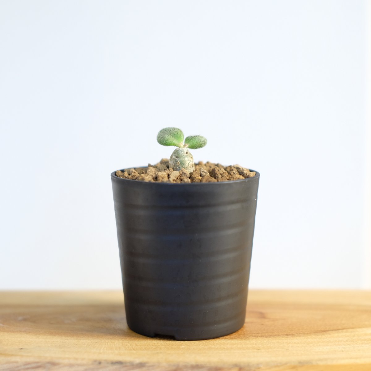 チレコドン ノルテーイ / Tylecodon nolteei | 塊根植物 小苗専門店 konae