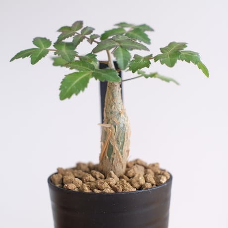 ブルセラ ファガロイデス / Bursera fagaroides / KN1285