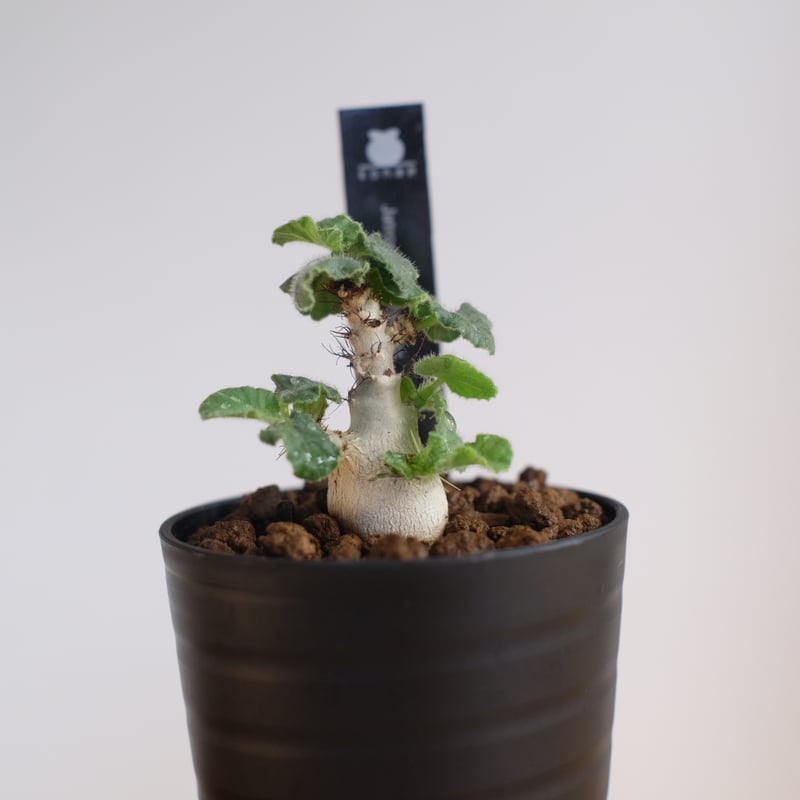 ヤトロファ マルギナータ / Jatropha marginata / KN1306 | 塊根
