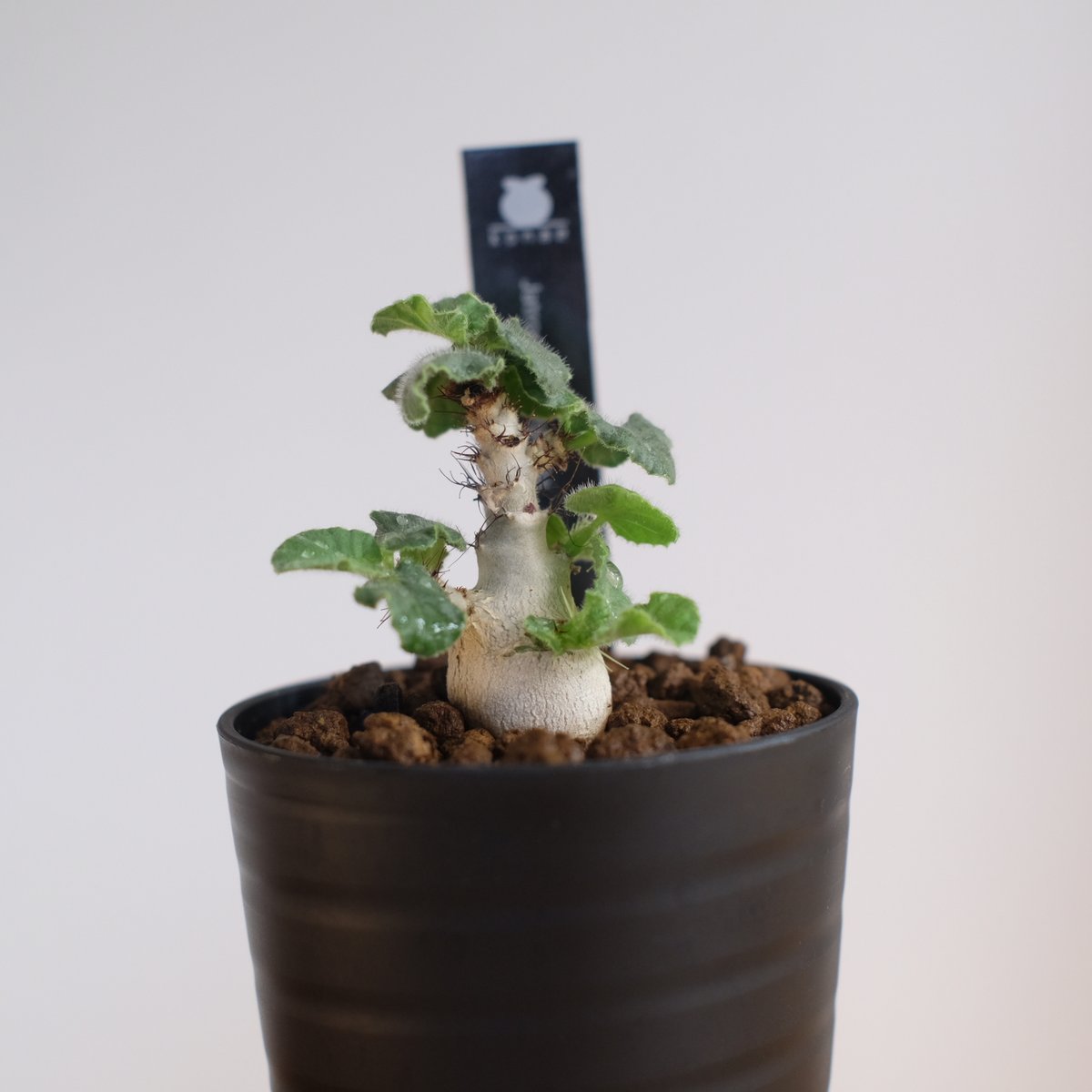 ヤトロファ マルギナータ / Jatropha marginata / KN1306 | 塊根