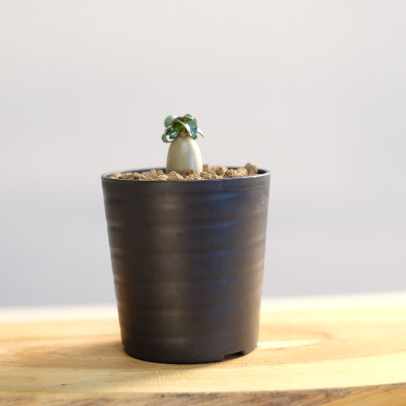 アデニウム ドーセットホーン / Adenium dorset horn | 塊根植物 小苗専