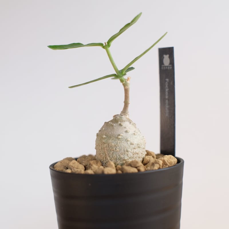 フォッケア・エデュリス フォッケア エデュリス / Fockea edulis #4 | Ducks ( plants. )