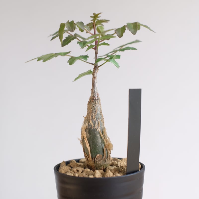 ブルセラ ファガロイデス / Bursera fagaroides / KN1333 | 塊根