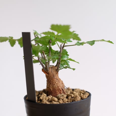 ブルセラ ファガロイデス / Bursera fagaroides / KN1529