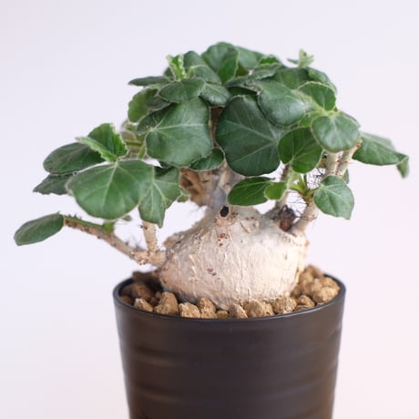 ヤトロファ マルギナータ / Jatropha marginata / KN1278