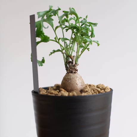 ペラルゴニウム パキポディウム / Pelargonium sp. cf. pachypodium / KN1415
