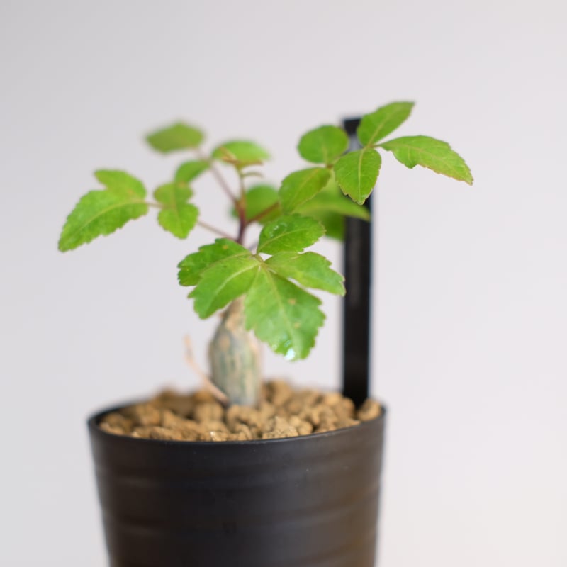 ブルセラ ファガロイデス / Bursera fagaroides | 塊根植物 小苗 ブルセラ ファガロイデス / Bursera fagaroides | 塊根植物 小苗