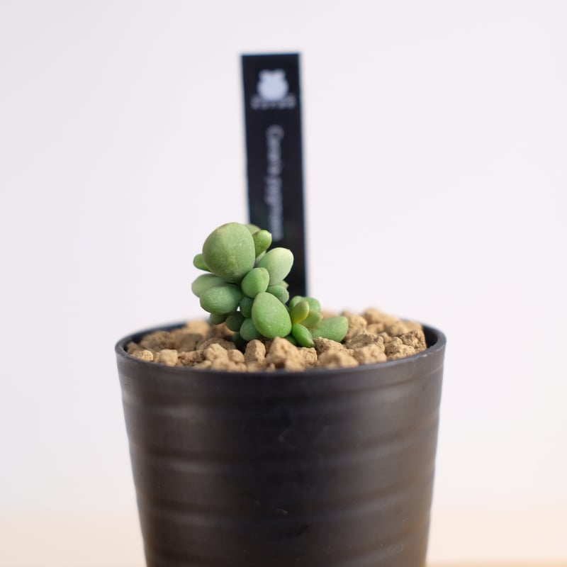 ケラリア ピグマエア / Ceraria pygmaea | 塊根植物 小苗専門店 ケラリア ピグマエア / Ceraria pygmaea | 塊根植物 小苗専門店