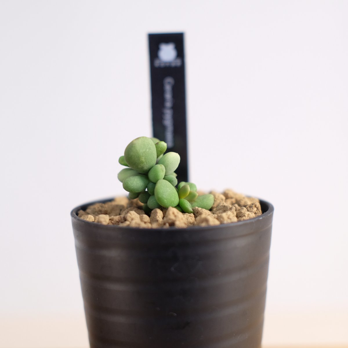 ケラリア ピグマエア / Ceraria pygmaea | 塊根植物 小苗専門店 ケラリア ピグマエア / Ceraria pygmaea | 塊根植物 小苗専門店