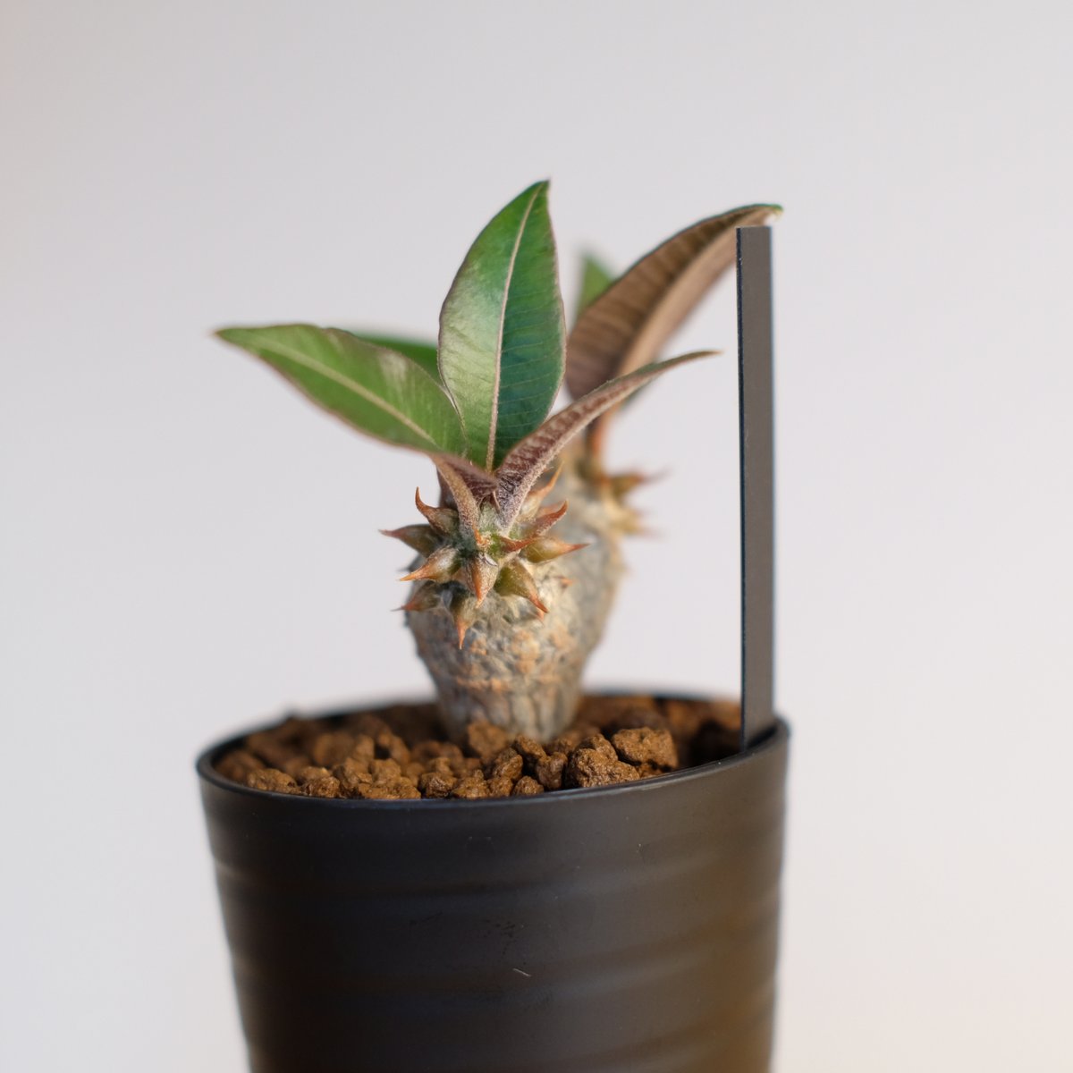パキポディウム バロニー×ウィンゾリー / Pachypodium baronii パキポディウム バロニー×ウィンゾリー / Pachypodium baronii