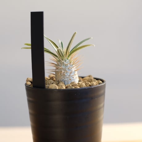 パキポディウム グラキリス / Pachypodium gracilius