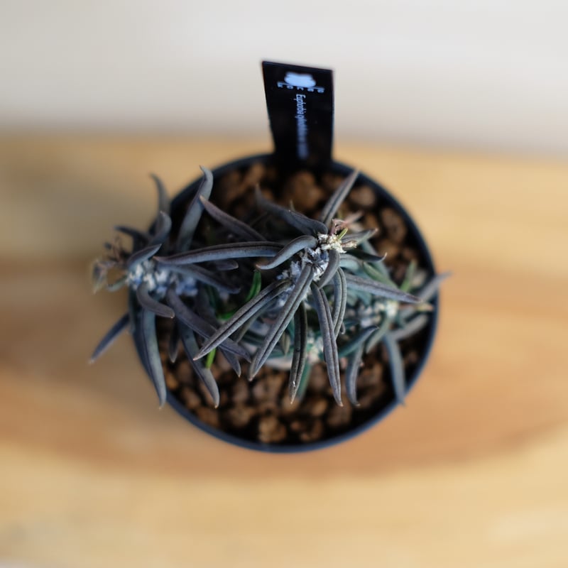 ユーフォルビア キリンドリフォリア ① ユーフォルビア キリンドリフォリアの育て方