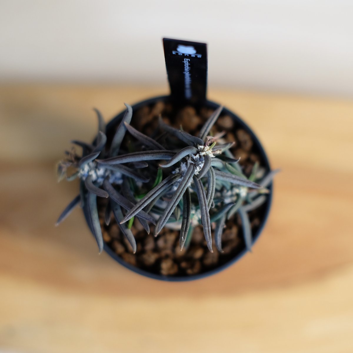 ユーフォルビア キリンドリフォリア トゥビフェラ / Euphorbia cylindri