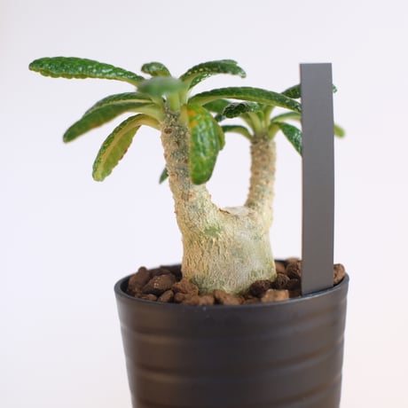 ドルステニア ギガス / Dorstenia gigas / KN1234