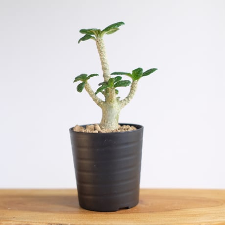 ドルステニア ギガス / Dorstenia gigas / KN1230