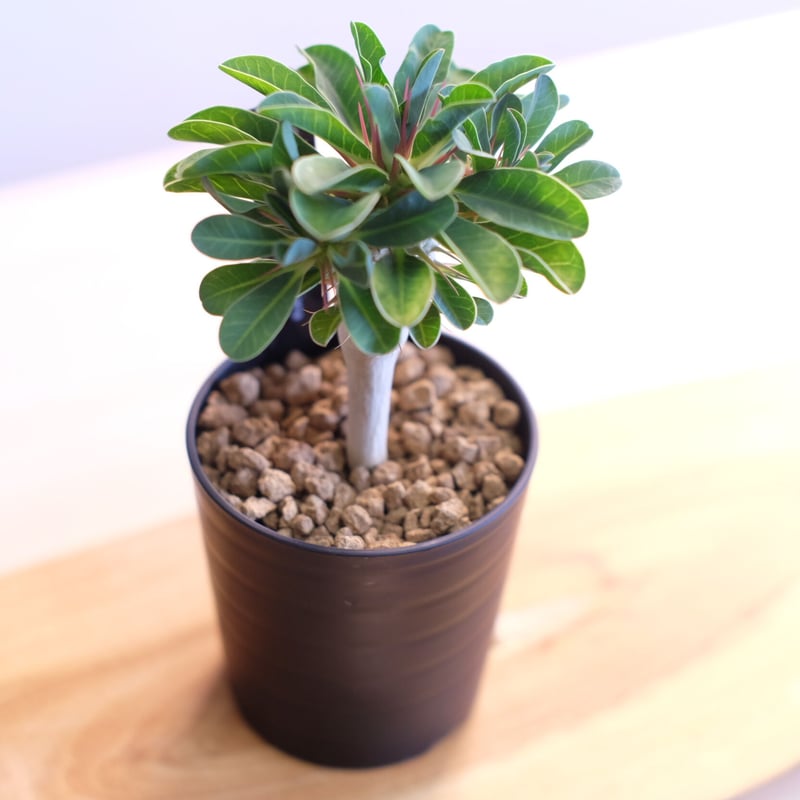 ユーフォルビア ギラウミニアナ / Euphorbia guillauminiana | 塊根 ユーフォルビア ギラウミニアナ / Euphorbia guillauminiana | 塊根