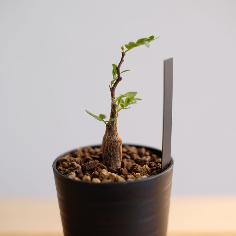 センナ メリディオナリス / Senna meridionalis / KN1003 | 塊根