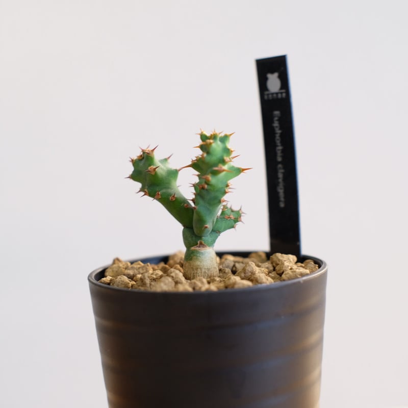 ユーフォルビア　クラビゲラ　現地球　Euphorbia clavigera Ⅱ ユーフォルビア クラビゲラ 