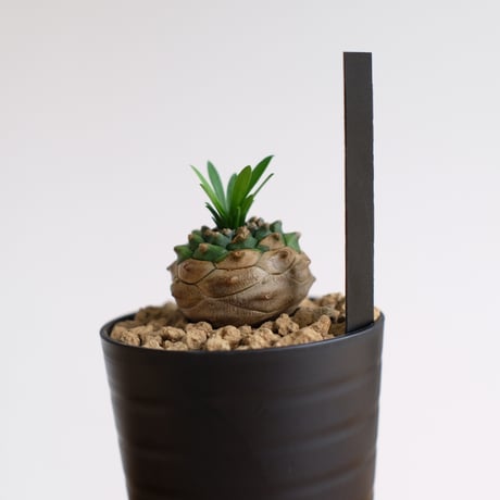 ユーフォルビア オベサ×鉄甲丸 / Euphorbia obesa×bupleurifolia / KN1501