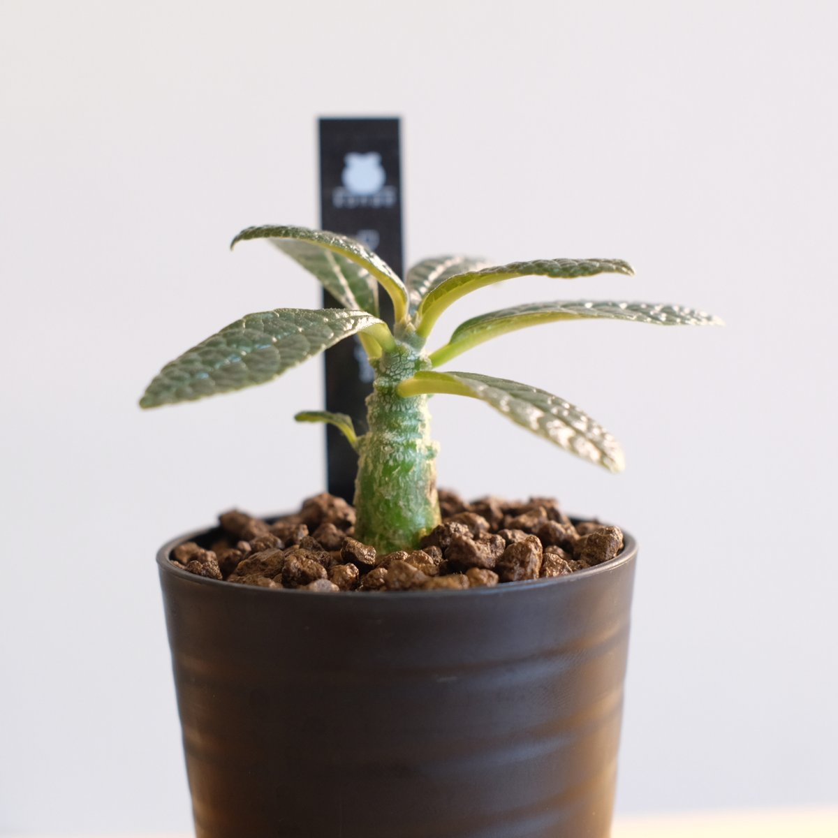 ドルステニア ギガス / Dorstenia gigas | 塊根植物 小苗専門店 konae