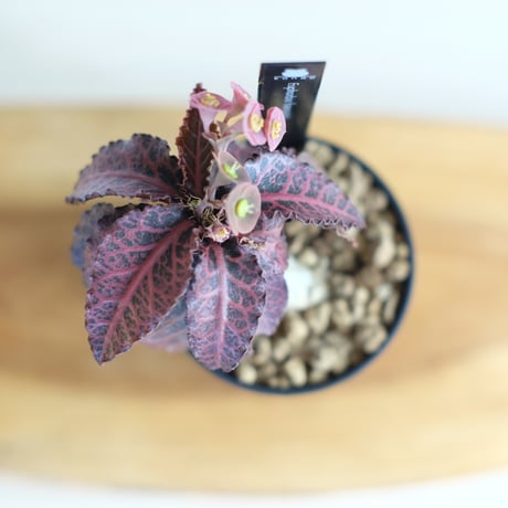 ユーフォルビア フランコイシー / Euphorbia francoisii / KN1261
