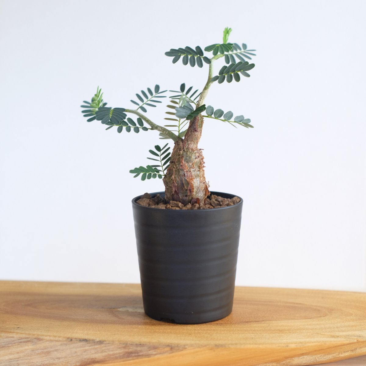 センナ メリディオナリス センナ メリディオナリス / Senna meridionalis / KN1271 | 塊根