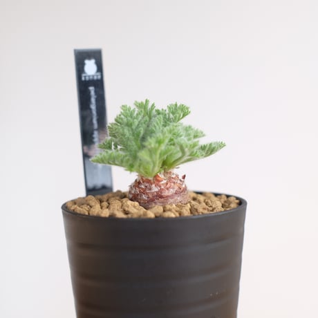 ペラルゴニウム アッペンディクラツム / pelargonium appendiclatum / KN1344