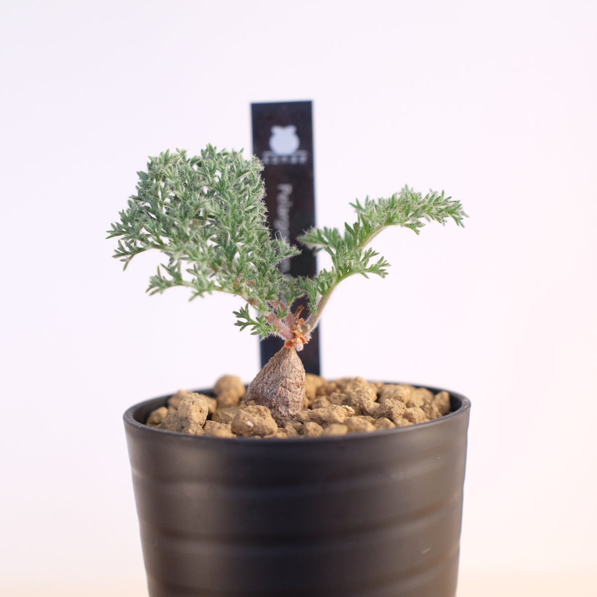 ペラルゴニウム トリステ / Pelargonium triste | 塊根植物 小苗