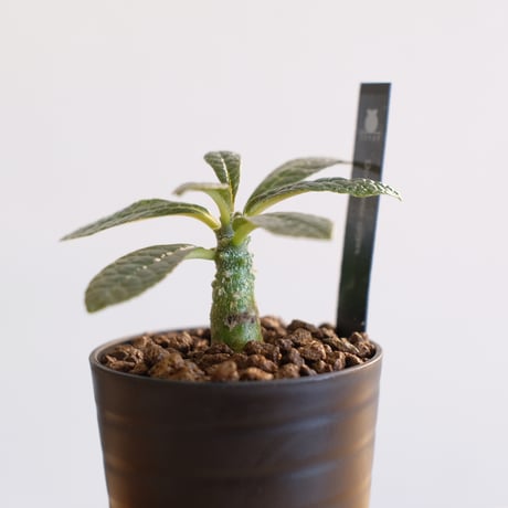ドルステニア ギガス / Dorstenia gigas
