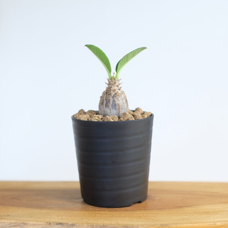 パキポディウム ウィンゾリー / Pachypodium Windsorii / KN1279