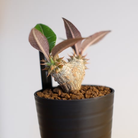 パキポディウム バロニー×ウィンゾリー / Pachypodium baronii×Windsorii