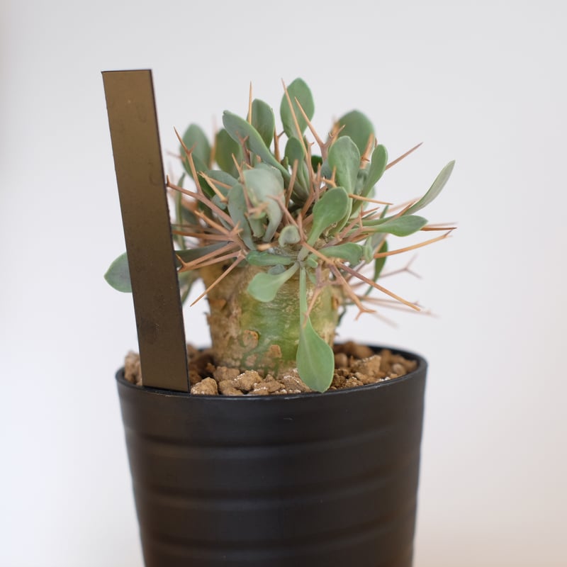 オトンナ ユーフォルビオイデス / Othonna euphorbioides | 塊根植物