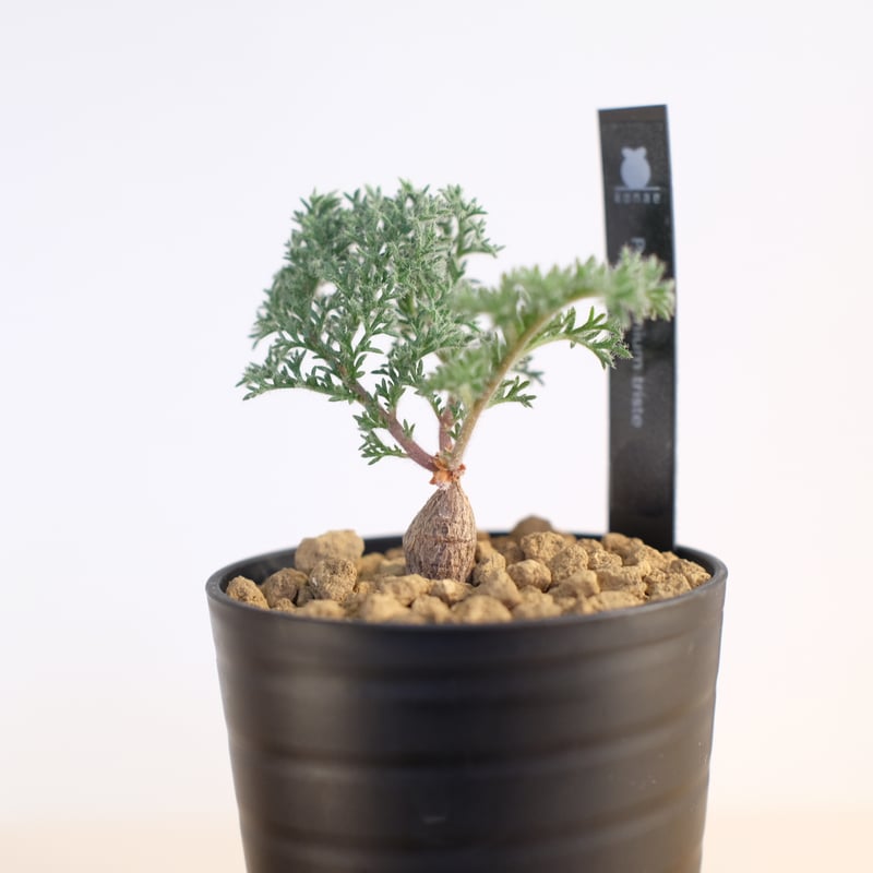 ペラルゴニウム トリステ / Pelargonium triste | 塊根植物 小苗専門店