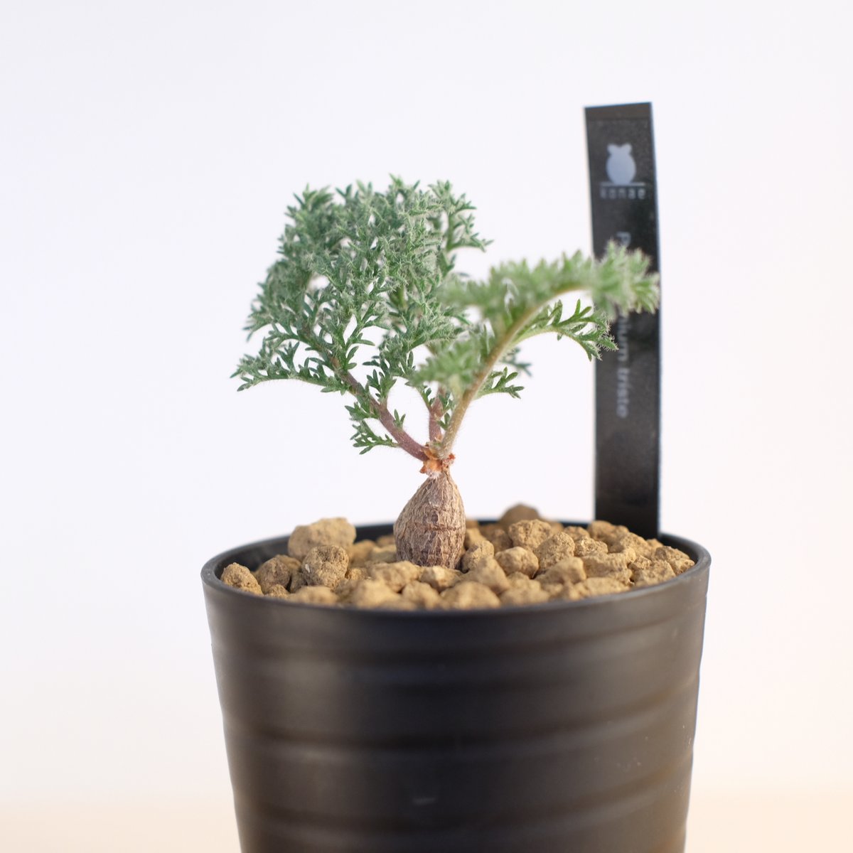 ペラルゴニウム トリステ / Pelargonium triste | 塊根植物 小苗専門店