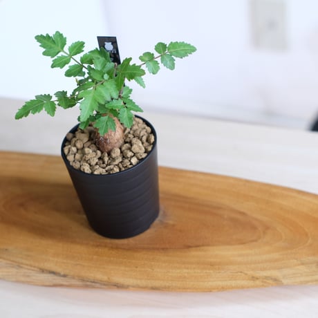 ブルセラ ファガロイデス / Bursera fagaroides / KN1529