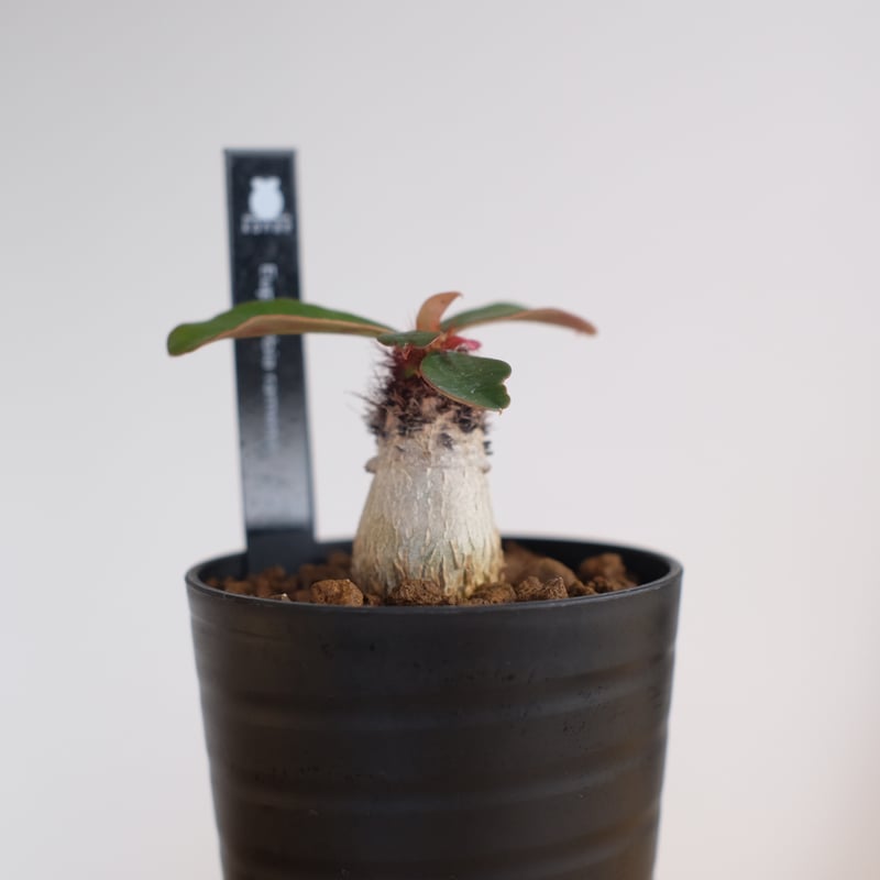 ユーフォルビア ラメナ / Euphorbia ramena | 塊根植物 小苗専門店 konae