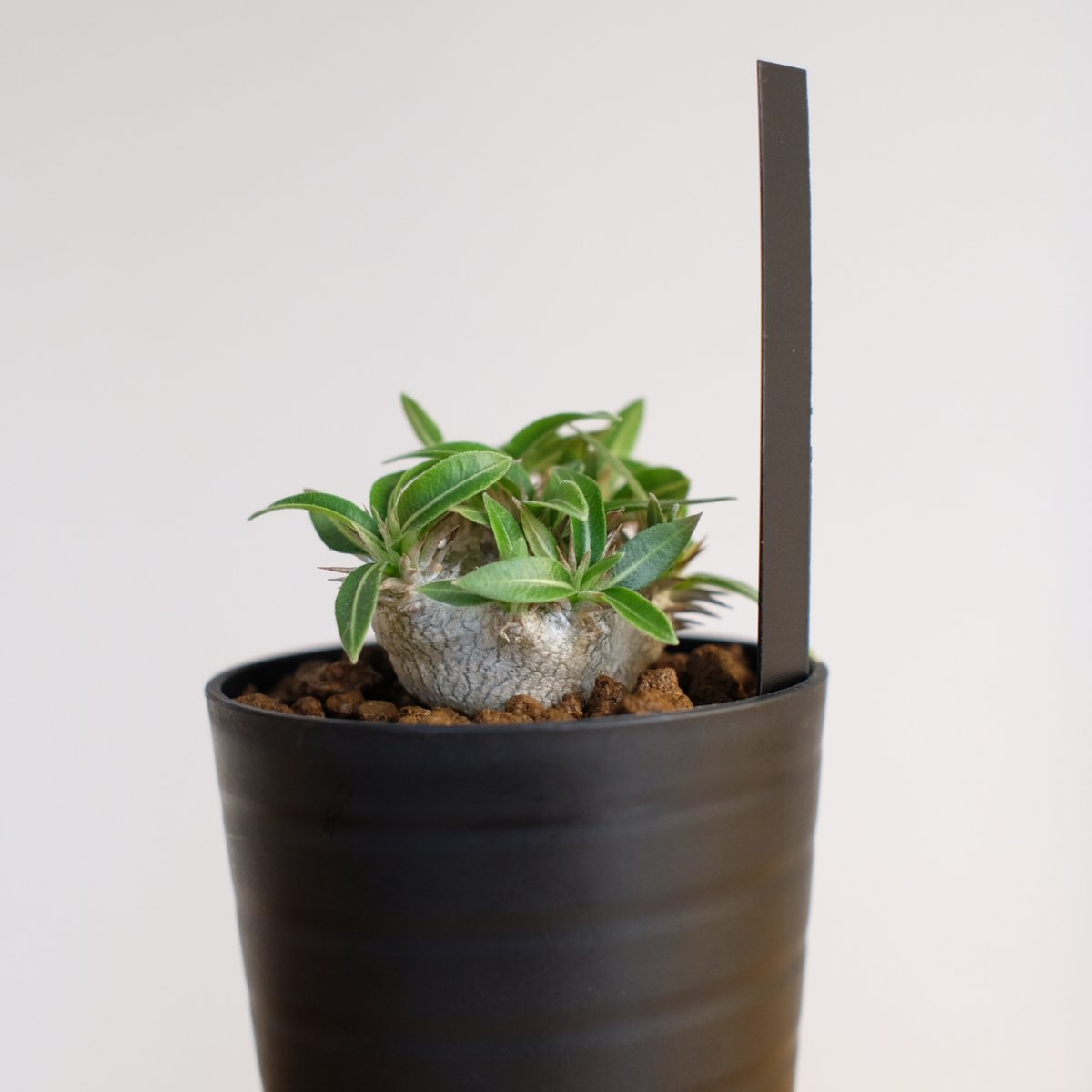 パキポディウム　恵比寿大黒　塊根植物 楽天市場】【訳あり特価】パキポディウム 恵比寿大黒(個体