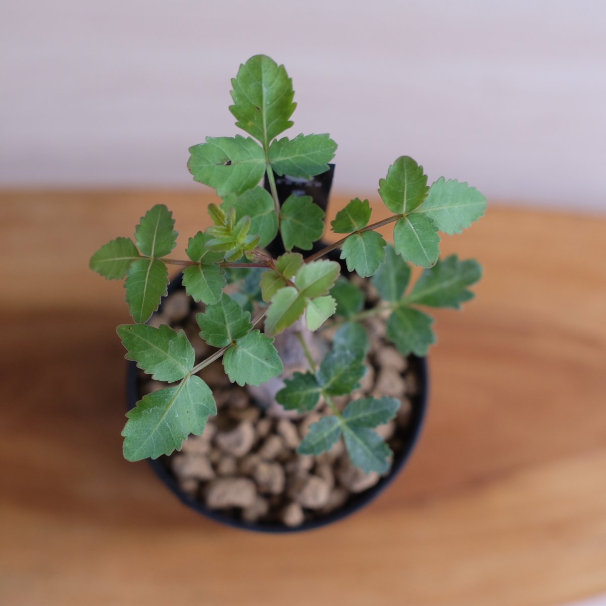 ブルセラ ファガロイデス / Bursera fagaroides / KN1322 | 塊根