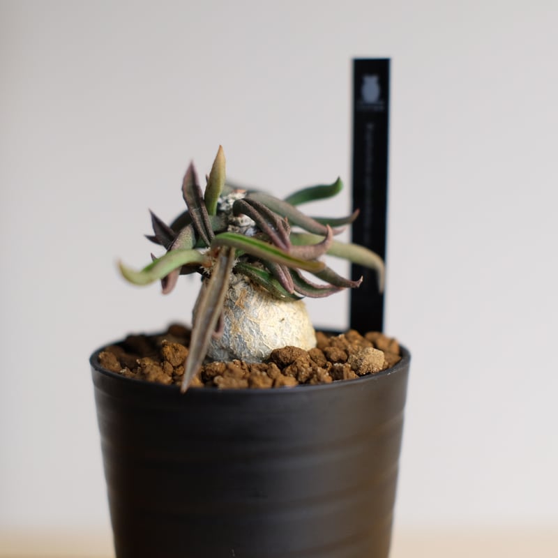 ユーフォルビア キリンドリフォリア トゥビフェラ / Euphorbia cylindri
