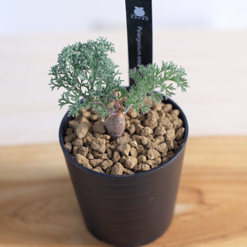 ペラルゴニウム トリステ / Pelargonium triste | 塊根植物 小苗 ペラルゴニウム トリステ / Pelargonium triste | 塊根植物 小苗