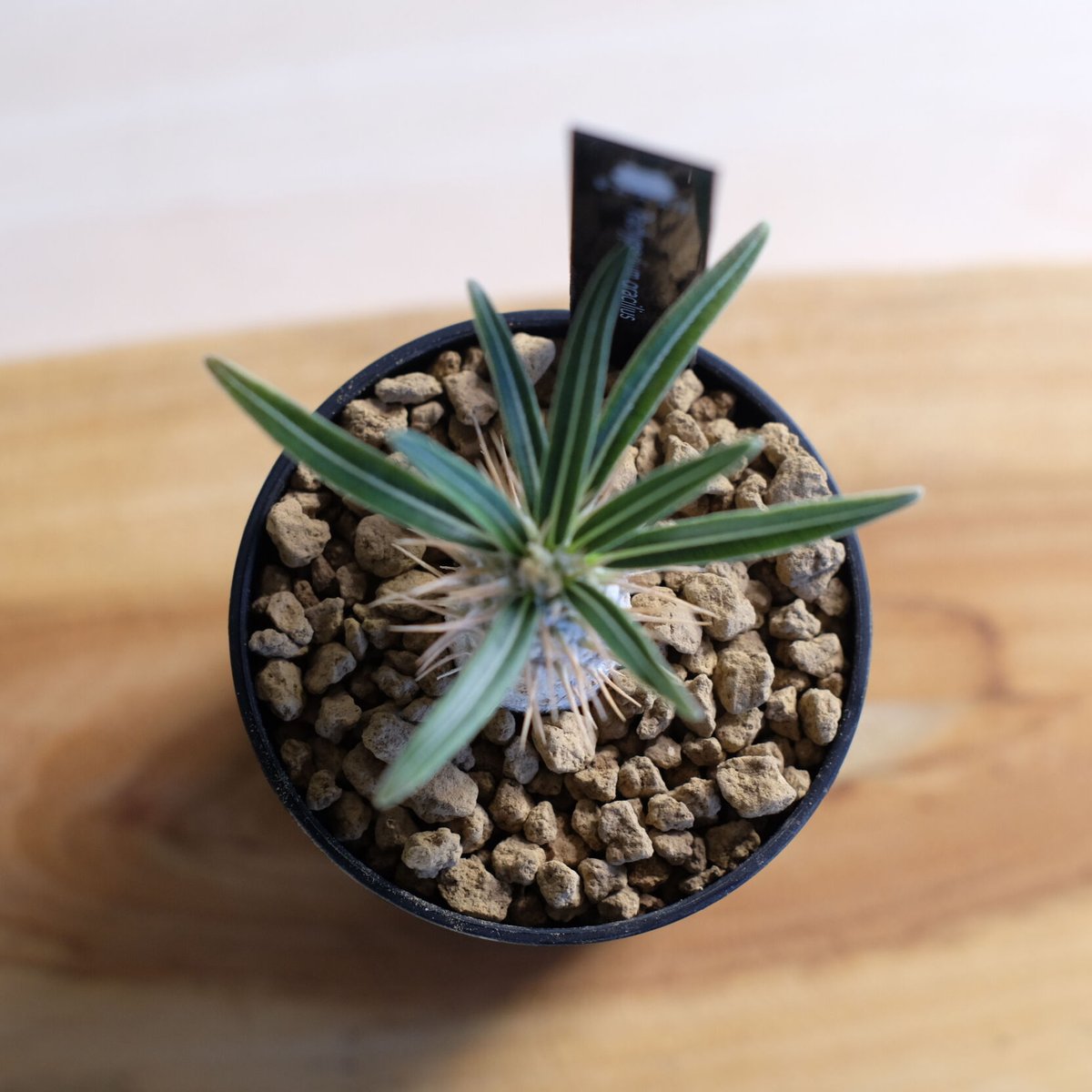 パキポディウム アンボンゲンセ① 塊根 Pachypodium グラキリス パキポディウム アンボンゲンセ【911】 | PROTOLEAF プロトリーフ