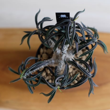 ユーフォルビア キリンドリフォリア / Euphorbia cylindrifolia / KN1557