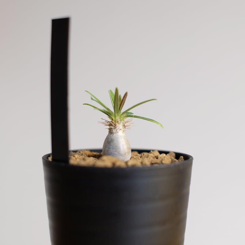 パキポディウム グラキリス / Pachypodium gracilius | 塊根植物 パキポディウム グラキリス / Pachypodium gracilius | 塊根植物