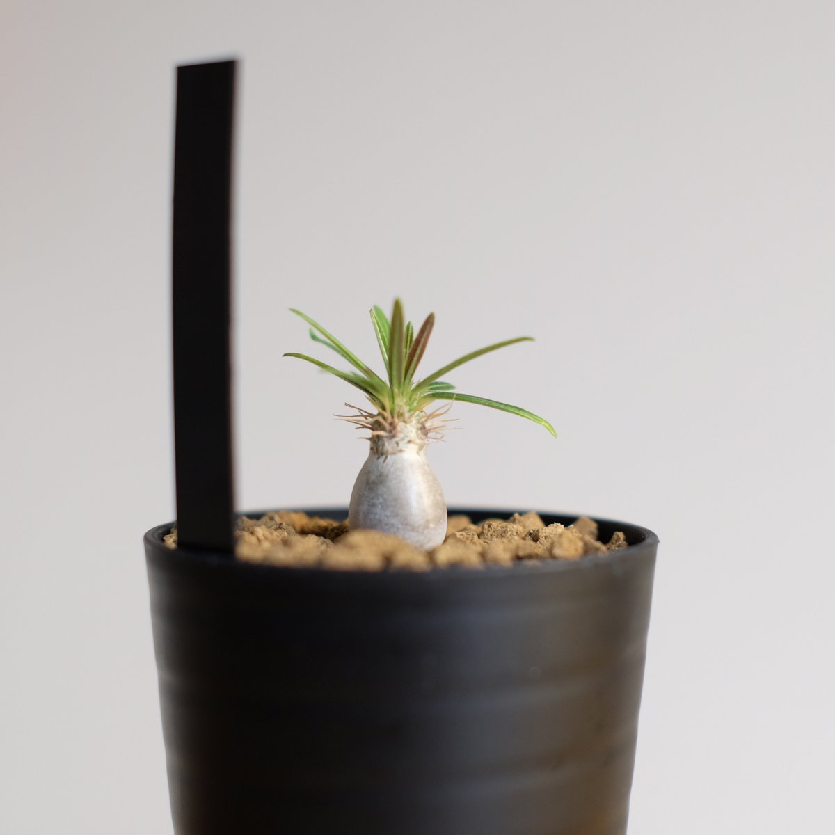 ■パキポディウム グラキリス/Pachypodium/塊根部8cm/19cm グラキリス 輸入球 A3266☆パキポディウム 塊根植物 コーデック