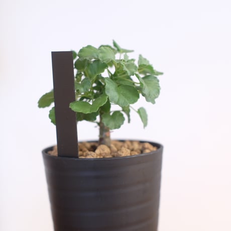 ペラルゴニウム ゼロフィトン / Pelargonium xerophyton / KN1393