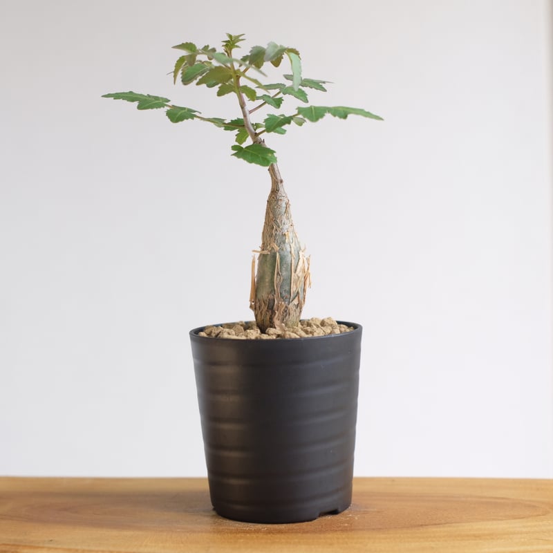 ブルセラ ファガロイデス / Bursera fagaroides / KN1333 | 塊根